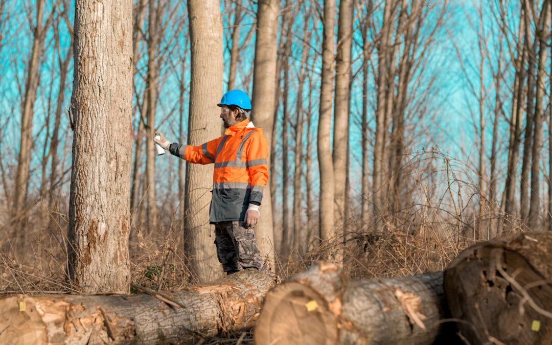 Forestry technician marking tree trunk for cutting in deforestation process